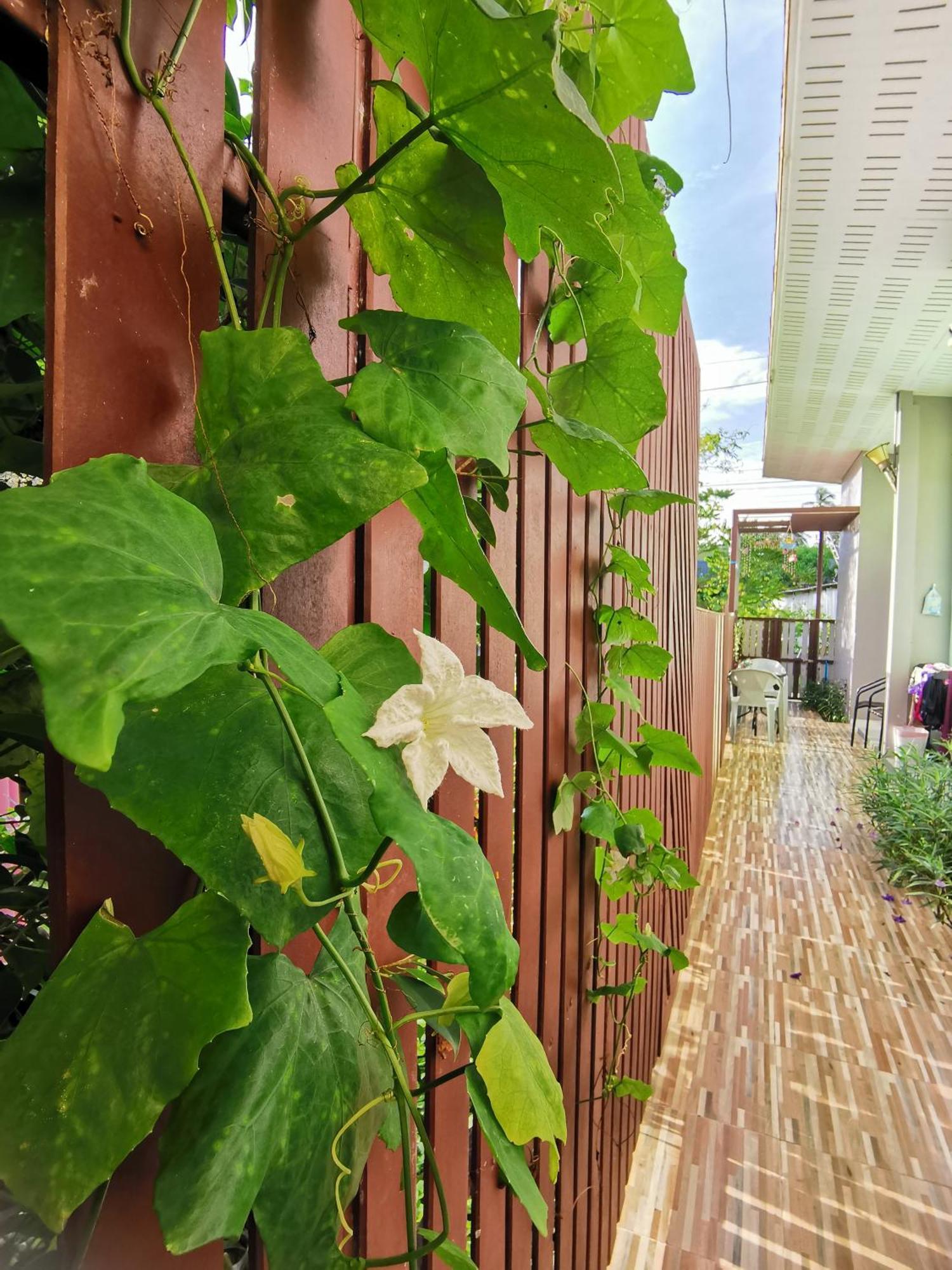 ホテル ランタ アット ランタ プレイス Ko Lanta 部屋 写真